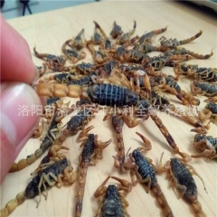 中药材批发清水全蝎 全虫 蝎子 跌打损伤 活血化瘀 保健