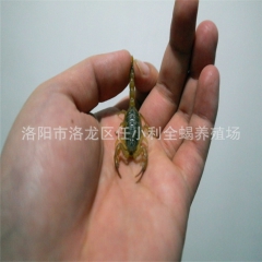活体 全蝎 特种养殖 批发 零售 活蝎子 干蝎子 冻蝎子 品...