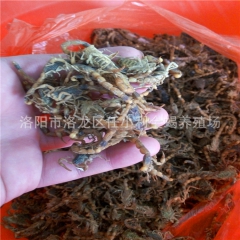 厂家直销 中药材批发 活体 动物原药材 蝎子 全虫 活血通络