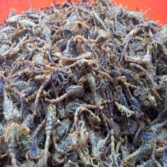出售活蝎子 干蝎子 预防老寒腿 抗癌 养生 美容 活血 零售...