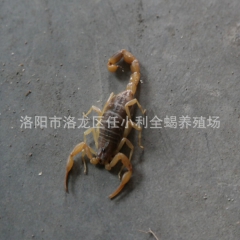洛阳小利蝎子养殖场 大量提供干蝎子 活体 全虫 批发零售诚信...
