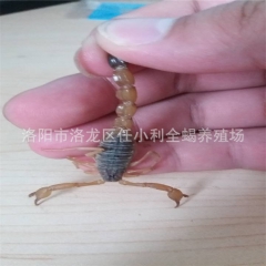 野生活蝎子 精品活蝎子 大个头公蝎 食补泡酒专用 药效足