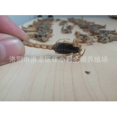 批发清水全蝎 盐水全蝎 蝎子 活体 十年老店 诚信第一 品质...
