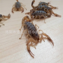 特种养殖 清水全蝎 全虫 干蝎子 冻蝎子 活蝎子 活血通络祛...