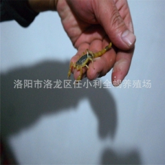 特种养殖 活体 全蝎 活蝎子 干蝎子 冻蝎子 品质保证 优质...