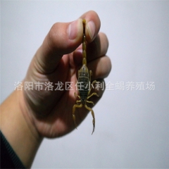 特种养殖 活体 全蝎 批发 零售 活蝎子 干蝎子 冻蝎子 正...