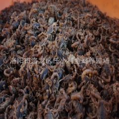 中药材批发 洛阳本地清水扁肚无盐全虫 全蝎 蝎子 炕干货