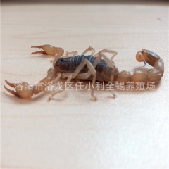 蝎子 养殖 活体 全蝎 稳定供货 优质活蝎子 个头大 药力足