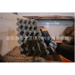 批发供应优质全蝎 蝎子 野生全虫 清水蝎子  药用 均可