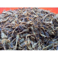 批发干蝎子动物原药材全虫  中高低等干蝎子 活体 蝎子 直销...