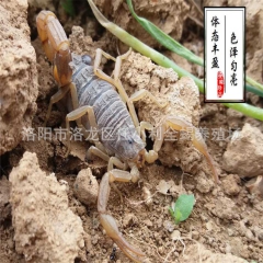 批发全蝎 全虫 孕蝎 优质母蝎子 大个头活体 质量保障 快速...