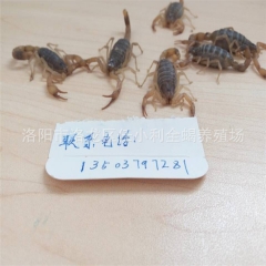 优质全虫 特种养殖 活蝎子 干蝎子 冻蝎子 量大从优 欢迎致...