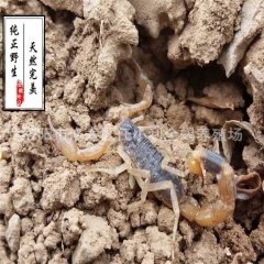 纯正野生活蝎子 精品大公蝎 大个头公蝎 食补泡酒专用 药效足