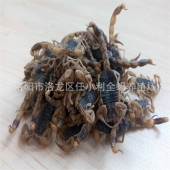 优质全蝎 盐水全蝎 蝎子冻蝎子 息风解痉  质量保证 诚信商...