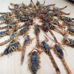 批发中药材蝎子 全蝎 优质全虫 活血通络 预防寒腿 量大优惠
