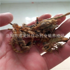 特种养殖 活体全蝎 活蝎子 干蝎子 冻蝎子 批发零售 诚信店...