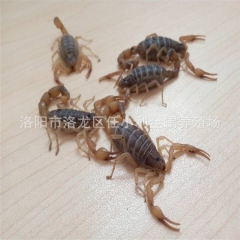 全虫 全蝎 免费提供养殖技术 批发零售 活蝎子 干蝎子 冻蝎...