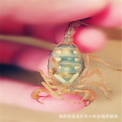 精品孕蝎 优质母蝎子 大个头活体 待产母蝎 特种养殖 质量保...