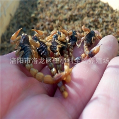 野生动物养殖 清水干蝎 祛除冬天老寒腿  吃干蝎子 批发零售