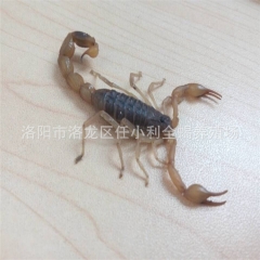 优质活蝎子 干蝎子 冻蝎子  十年老店 诚心保障 欢迎来电洽...