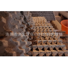 活体 全虫 特种养殖 大量提供批发活蝎子 干蝎子 冻蝎子
