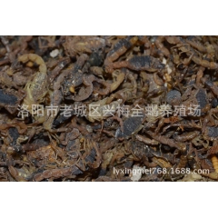 收购 陕西 山西 甘肃 河北 河南 野生蝎子