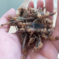 常年稳定提供优质干蝎子 盐水干蝎 清水干蝎 特种养殖 诚心经...