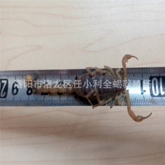 特种养殖 活蝎子 干蝎子 冻蝎子 活体 全蝎 药力十足 预防...
