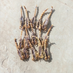 批发零售 清水全蝎 盐水全蝎 全虫 蝎子 特种养殖 100%...