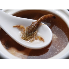 淄博批量供应 动物原药材全虫优质蝎子 药食两用野生蝎子