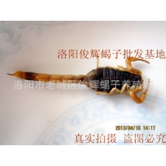 【推荐】批发纯野生十足全蝎 药用蝎子 清水干蝎 盐水干蝎 活...