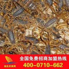 批发供应优质全蝎子 蝎子场 河南蝎子 种苗养殖 特种养殖项目...