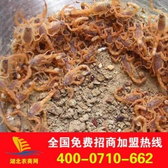 招商加盟广东蝎子 蝎子的养殖 优质批发 特种昆虫养殖 包回收