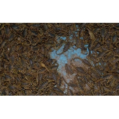 淄博批发蝎子干 动物原药材全虫 蝎子 中等货蝎子干 直销批发