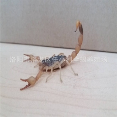 泡酒专用 精品活蝎子 大个头公蝎子 药效足 纯正野生活蝎子