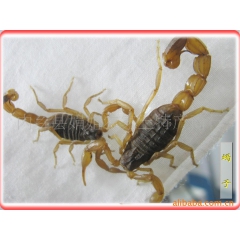 野生活蝎子 特种养殖昆虫 蝎子养殖资料免费赠送
