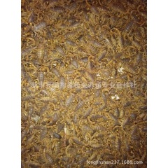 食用蝎子 中药材蝎子批发养殖场直供保证质量成活率高100克起...