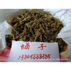 供应全蝎子，全虫，猴枣，紫梢花，九香虫，五灵脂，牛黄，马宝，