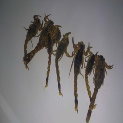 动物原药材优质批发清水蝎子 全蝎干 蝎子合作社 提供技术 包...