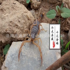 活体 全蝎 特种养殖 批发 零售 优质野生活蝎子  诚信商家