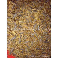 蝎子 活体 东亚钳蝎种苗药食两用特种养殖致富好项目