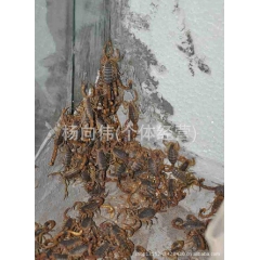 批发全蝎子 中药材药用全虫 供应各种规格 品种保证