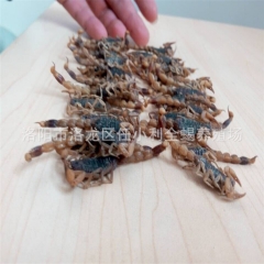 供应全蝎 蝎子 全虫 全干纯清水全蝎 各种规格 活血通络