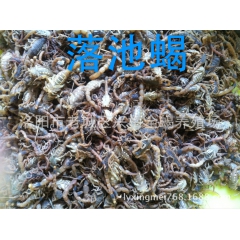 出售 活蝎 冻蝎落池蝎 清水干蝎 种蝎野生蝎子