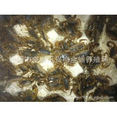 销售 野生蝎子 活蝎 冻蝎 落池蝎清水干蝎母蝎质量保证信誉第...
