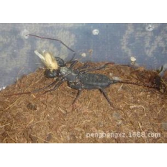 专业供应大量无公害蝎子 食用蝎子欢迎来电咨询洽谈