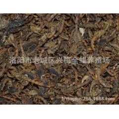 收购 山东 河南  河北 山西 陕西 运城 菏泽灵宝野生蝎子
