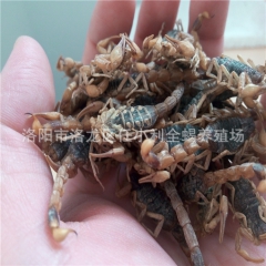 特种养殖动物  蝎子 活体 批发零售 活蝎子 干蝎子 冻蝎子