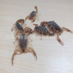 批发优质全蝎 全虫 大个活蝎子 干蝎子 冻蝎子 品质保证 量...