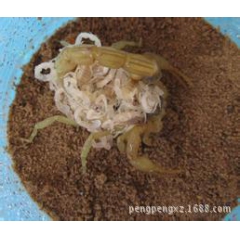 野生活蝎子 特种养殖昆虫 蝎子养殖量大价格可以优惠
